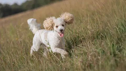 Photo: dog, animal, pet