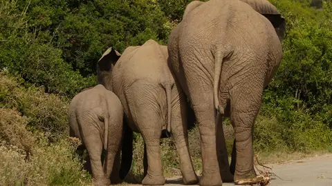Photo: elephant, pachyderm, safari