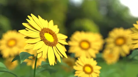 Photo: sunflower, flower, plant