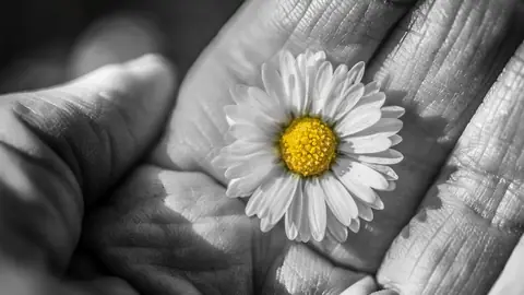 Photo: daisy, flower, beautiful flowers